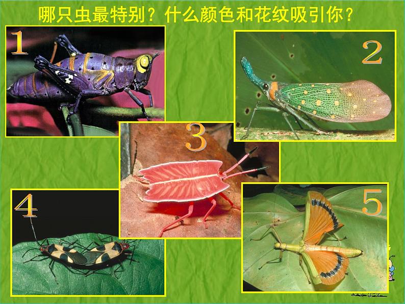 赣美版二下5.虫虫世界 课件06