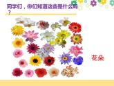 赣美版一下2.鲜艳的花朵 课件