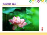 赣美版一下2.鲜艳的花朵 课件