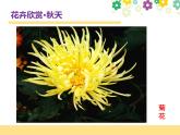 赣美版一下2.鲜艳的花朵 课件