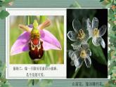 人教版小學一年級美術下冊 第11課 太空中的植物 課件