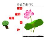 三年级下册美术课件－5荷花美 ｜赣美版