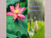 三年级下册美术课件－5荷花美 ｜赣美版 教案