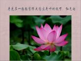 三年级下册美术课件－5荷花美 ｜赣美版 教案