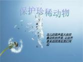 19《保護(hù)野生動(dòng)物》  課件