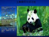 19《保護(hù)野生動(dòng)物》  課件