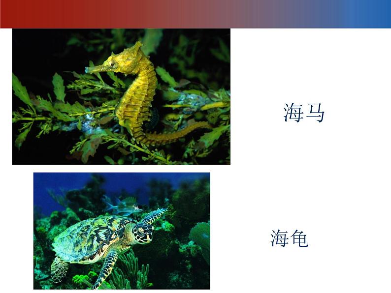 赣美版二下7.水族馆 课件第3页