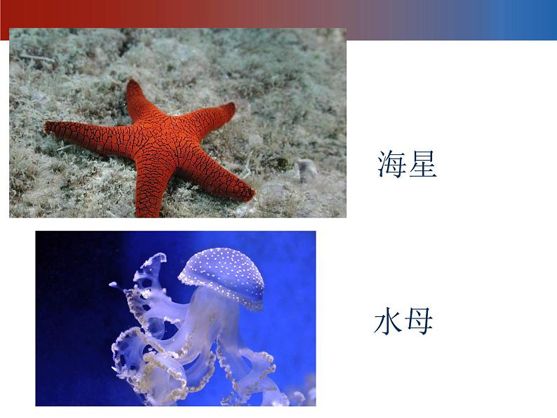 赣美版二下7.水族馆 课件第4页