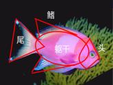 赣美版二下7.水族馆 课件