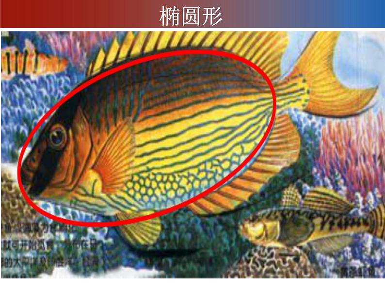 赣美版二下7.水族馆 课件第6页