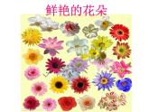 赣美版一下2.鲜艳的花朵 课件