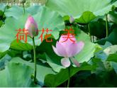 赣美版三下  5.荷花美 课件