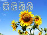 赣美版六下 10.葵花朵朵 课件
