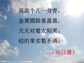 赣美版六下 10.葵花朵朵 课件