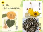 赣美版六下 10.葵花朵朵 课件