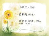 赣美版六下 10.葵花朵朵 课件