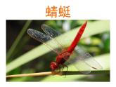 一年級(jí)下冊(cè)美術(shù)課件－6.昆蟲(chóng)王國(guó)｜嶺南版