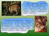 一年級下冊美術(shù)課件－19.我們的動物樂園｜嶺南版