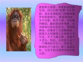 一年級下冊美術(shù)課件－19.我們的動物樂園｜嶺南版