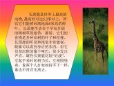 一年級下冊美術(shù)課件－19.我們的動物樂園｜嶺南版