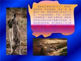 一年級下冊美術(shù)課件－19.我們的動物樂園｜嶺南版