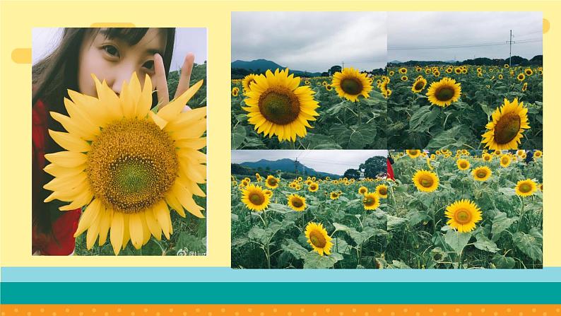 六年级下册美术课件-第10课   葵花朵朵 丨赣美版 （18张PPT）05