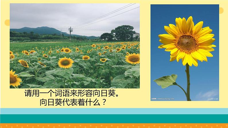 六年级下册美术课件-第10课   葵花朵朵 丨赣美版 （18张PPT）06