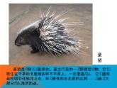 五年级下册美术课件－8.不同物象的表面特征 ｜岭南版