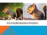 五年级下册美术课件－8.不同物象的表面特征 ｜岭南版
