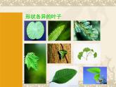 一年級下冊美術(shù)課件－13.葉子片片｜蘇少版