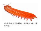 二年級下冊美術(shù)課件－14.蟲蟲蟲（一）｜蘇少版