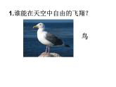 六年級下冊美術(shù)課件－6.向動物朋友學(xué)習(xí)｜蘇少版