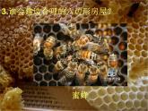 六年級下冊美術(shù)課件－6.向動物朋友學(xué)習(xí)｜蘇少版