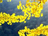 湘美版小學美術(shù)一下 9.有趣的拓印 課件