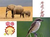湘美版小學(xué)美術(shù)一下 21.小樹(shù)快快長(zhǎng) 課件