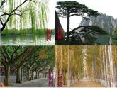湘美版小學(xué)美術(shù)一下 21.小樹(shù)快快長(zhǎng) 課件