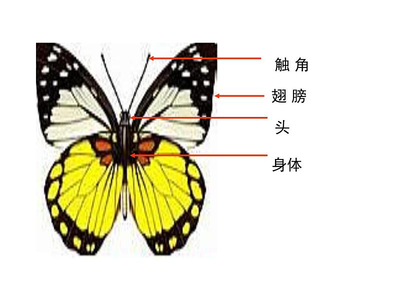 一年级下册美术课件－11《缤纷彩蝶》｜广西版第6页