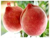 一年级下册美术课件－4《诱人的水果》  ｜广西版