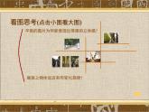 4《学一点儿透视知识》  课件