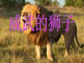 13威武的狮子 课件