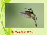7美丽的鸟 课件