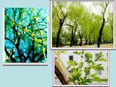 8春天在哪里 课件