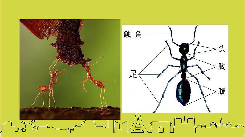 15蚂蚁的巢穴 课件02