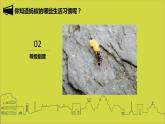 15螞蟻的巢穴 課件