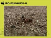 15螞蟻的巢穴 課件