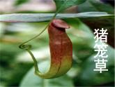 17吃蟲子的植物 課件