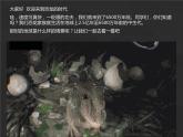14 遠(yuǎn)古的恐龍 課件