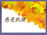 12 感受肌理 課件
