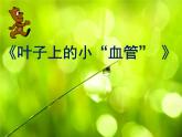 8葉子上的小“血管” 課件