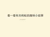 13動物的故事 課件
